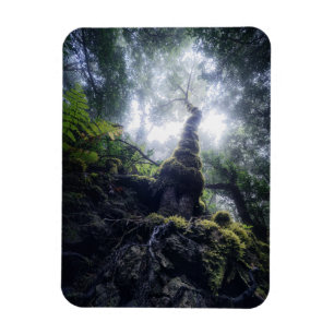 Magnet Flexible Forests Anaga Rural Park Canary Islands