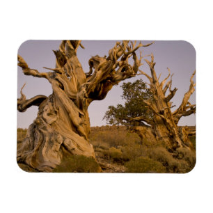 Magnet Flexible Forêt antique de Bristlecone, Montagnes Blanches, 