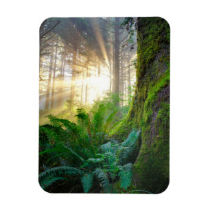 Magnet Flexible Forêt de la côte pacifique, Oregon