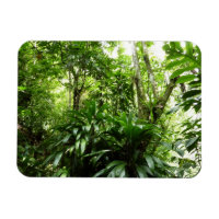 Forêt de pluie dominicaine I Nature verte tropical