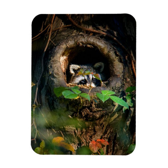 Magnet Flexible Forêt | Raccoon Peeking (Vertical)