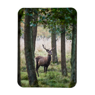 Magnet Flexible Forêt Woodlands & Red Deer