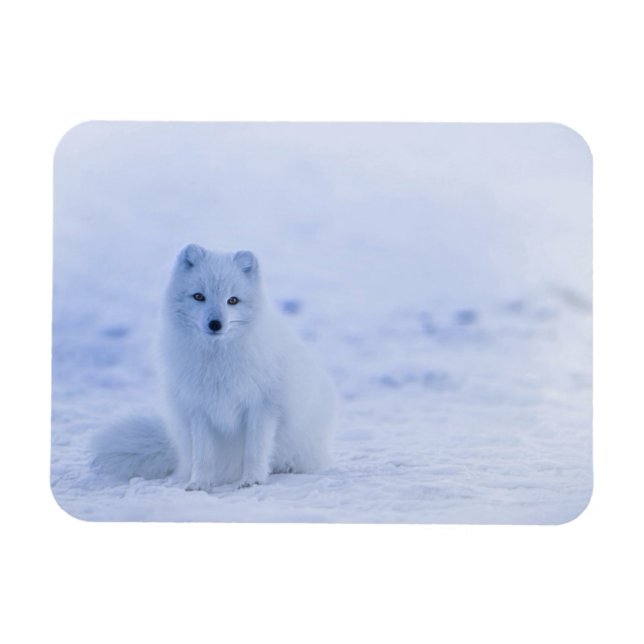 Magnet Flexible Fox arctique de l'Islande (Horizontal)