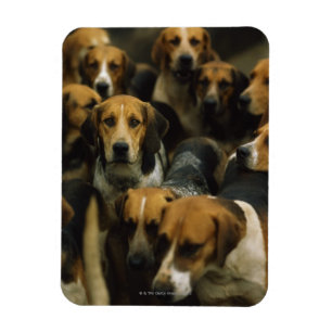 Magnet Flexible Fox-hounds de chasse, blazers de Galway, Irlande