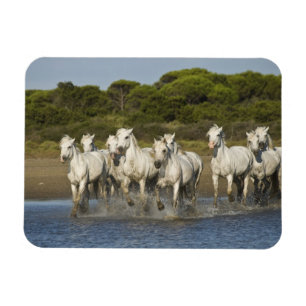 Magnet Flexible France, Camargue. Les chevaux courent à travers l'