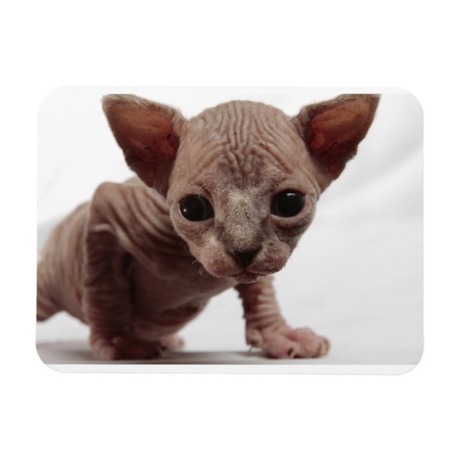 Magnet Flexible Freaky Cute Furless (Horizontal)