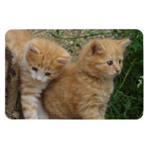 Magnet Flexible Frères Tabby Orange
