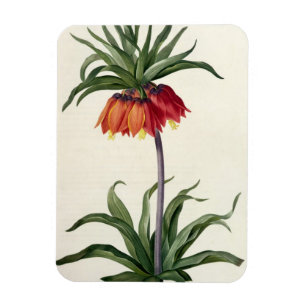 Magnet Flexible Fritillaria Imperialis de, "Les Lilacees", 1802-