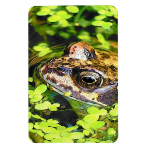 MAGNET FLEXIBLE FROG