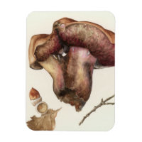 Fungus