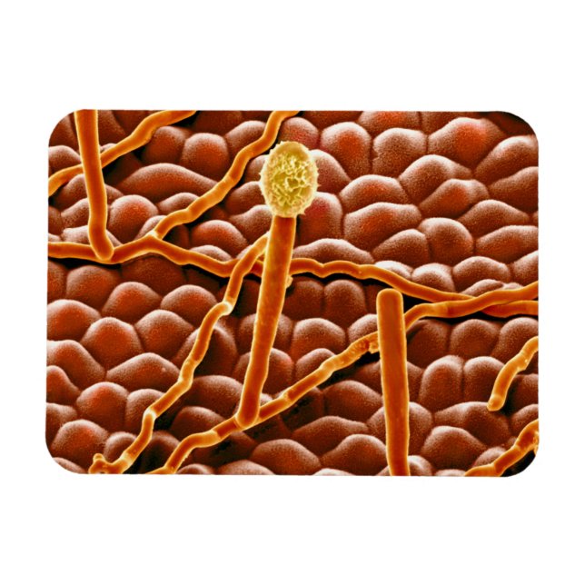 Magnet Flexible Fungus de poudrière sur Poinsettia (Horizontal)