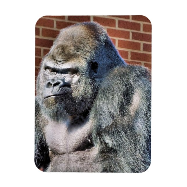 MAGNET FLEXIBLE FUNNY GORILLA (Vertical)