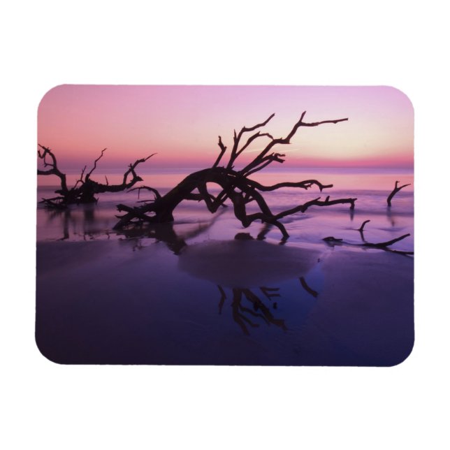 Magnet Flexible GA Jekyll Island, cimetière d'arbre sur la plage à (Horizontal)