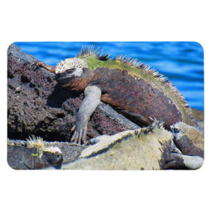 Magnet Flexible galapagos marine iguane