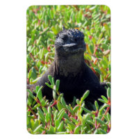 galapagos marine iguane vert