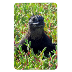 Magnet Flexible galapagos marine iguane vert