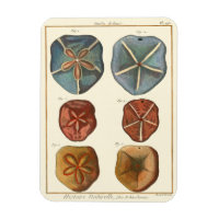 Gemmes Dollars De Sable
