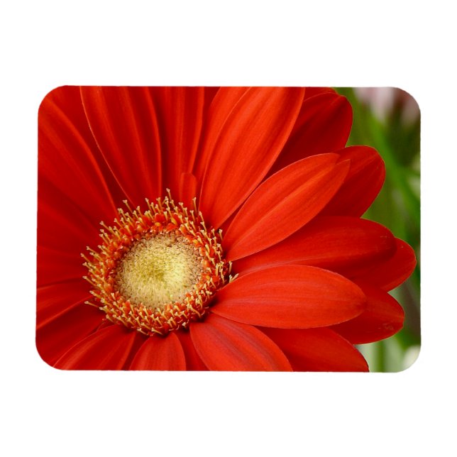 Magnet Flexible Gerbera (Horizontal)