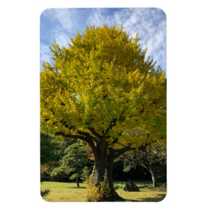 Magnet Flexible Ginkgo Tree of Golden Yellow