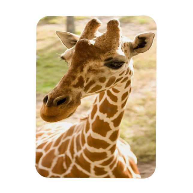 Magnet Flexible Girafa Zen (Vertical)