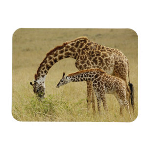 Magnet Flexible Girafe maasaï mère et bébé, Giraffa