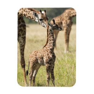 Magnet Flexible Girafes maasaï, Giraffa camelopardalis 2