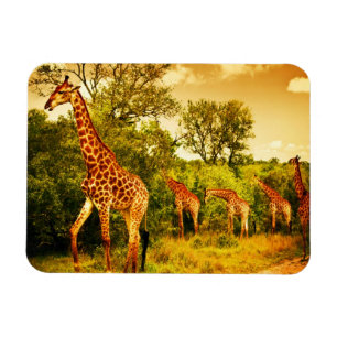 Magnet Flexible girafes sud-africaines