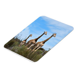 Magnet Flexible Giraffe Famille Sur Le Sommet De Grassy