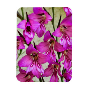 Magnet Flexible Gladiolus byzantin
