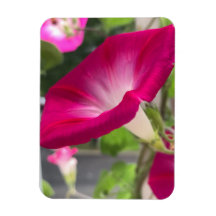 Gloriette Rouge Rubis