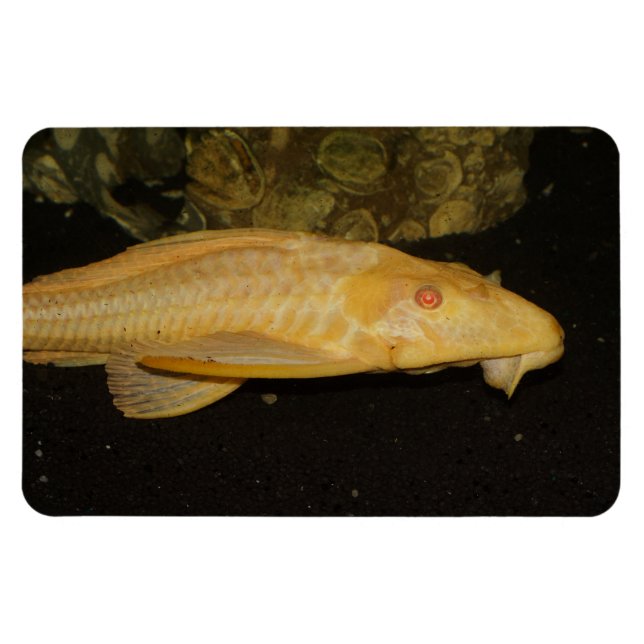 Magnet Flexible Glyptoperichthys gibbiceps (Horizontal)