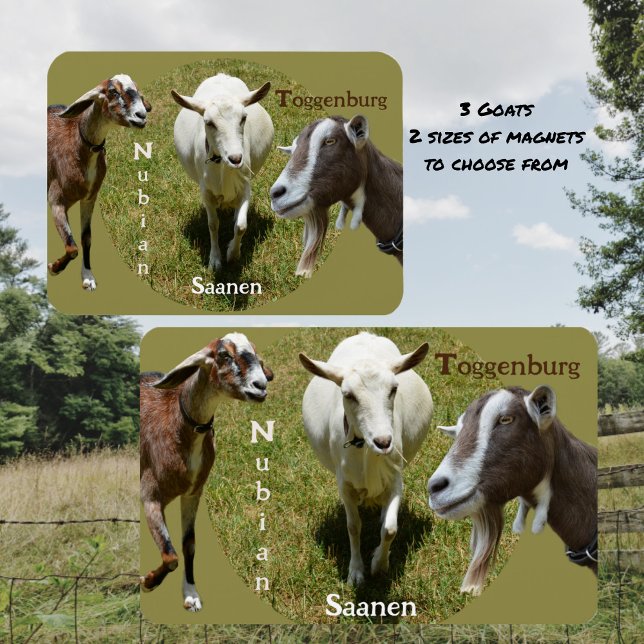 Magnet Flexible Goat Breeds Nubian Saasen Toggenburg Photographie (Créateur téléchargé)