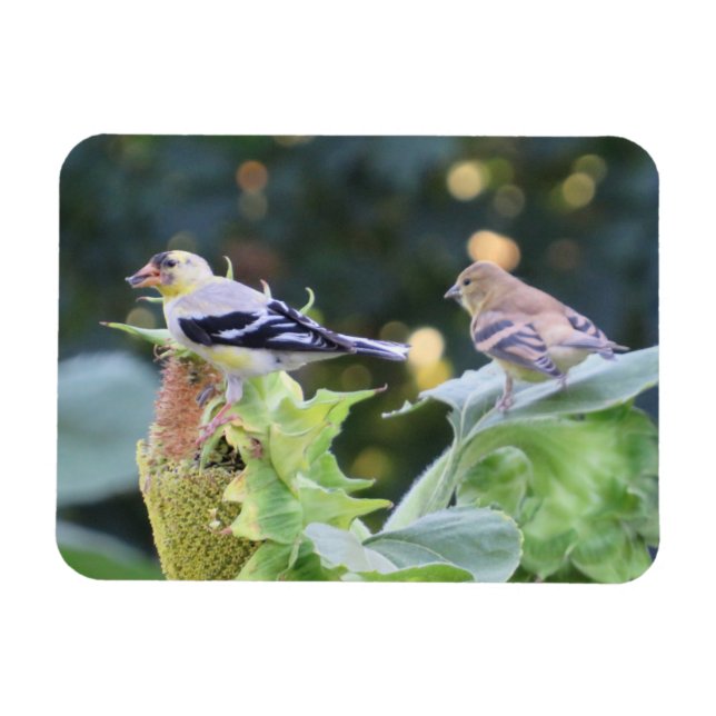 Magnet Flexible Gold Finch Couple mangeant des graines de tourneso (Horizontal)
