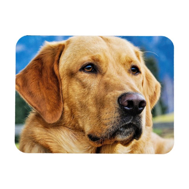 Magnet Flexible Golden Labrador Retriever (Horizontal)