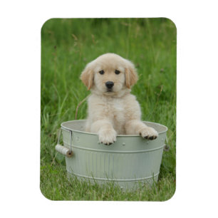 Magnet Flexible Golden Retriever