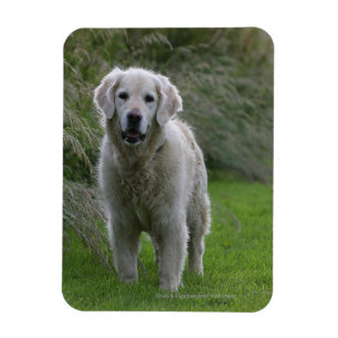 Magnet Flexible Golden retriever courant 2