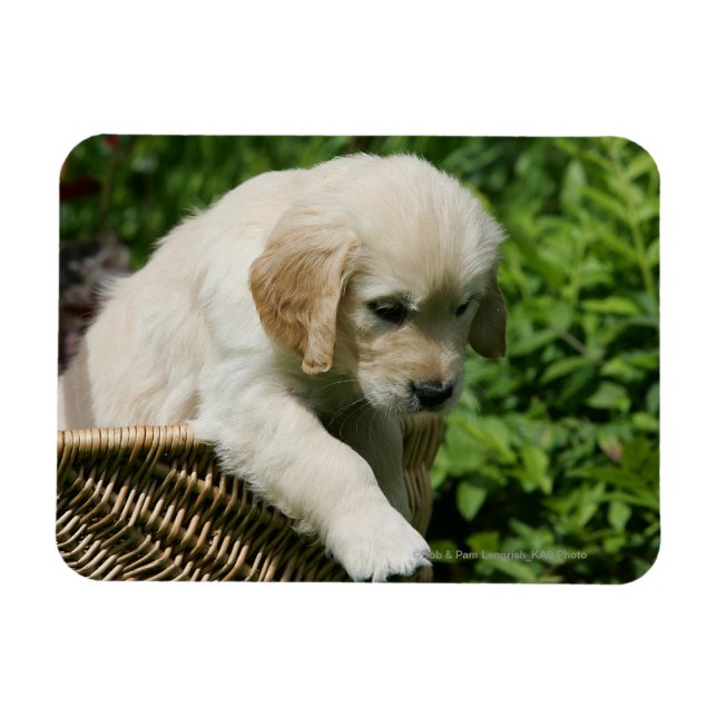 Magnet Flexible Golden Retriever Puppy (Horizontal)