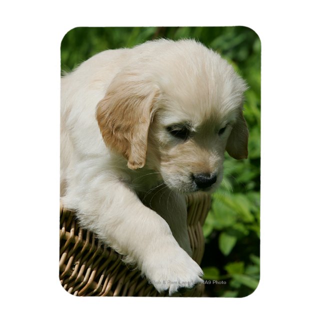 Magnet Flexible Golden Retriever Puppy (Vertical)