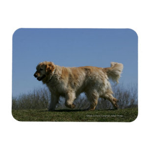 Magnet Flexible Golden Retriever Running 3