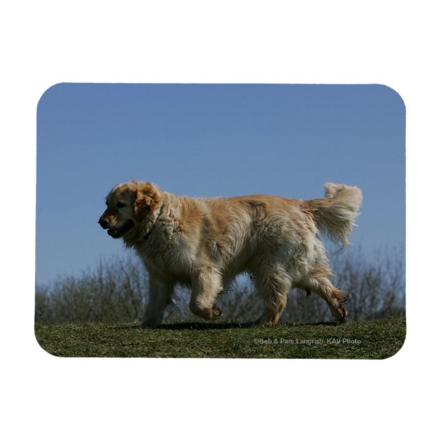 Magnet Flexible Golden Retriever Running 3 (Horizontal)