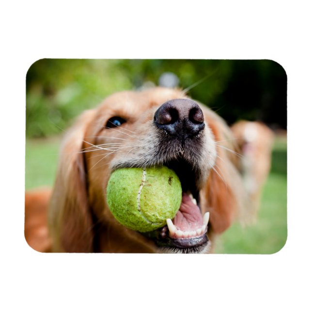 Magnet Flexible Golden Retriever With Tennis (Horizontal)