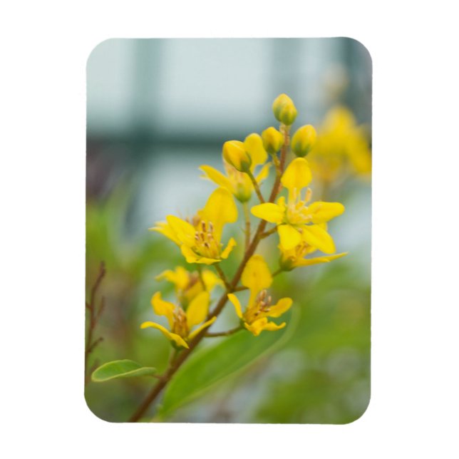 Magnet Flexible Golden Thryallis (Vertical)