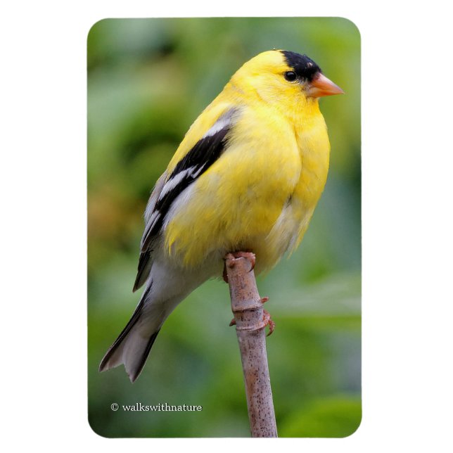 Magnet Flexible Goldfinch américain masculin sur le bambou (Vertical)