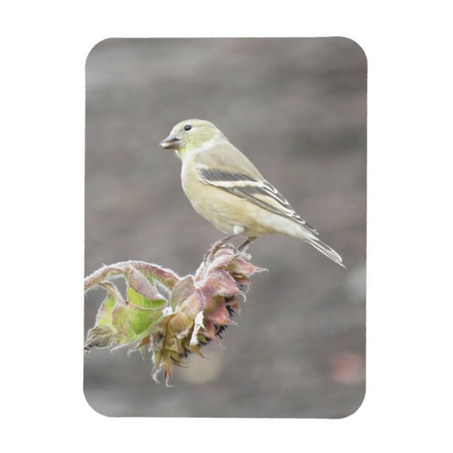 Magnet Flexible Goldfinch mignon avec aimant à graines (Vertical)