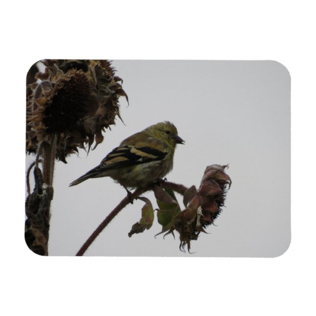 Magnet Flexible Goldfinch rouillé sur le magnéto tournesol (Horizontal)