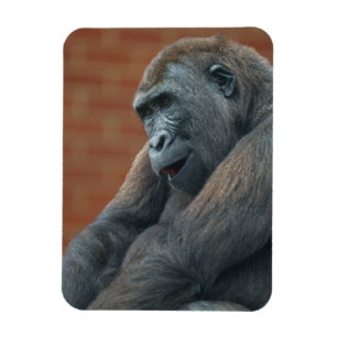Magnet Flexible Gorilla Shufai