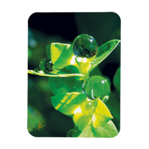 Magnet Flexible Gouttes de rosée élégantes sur des feuilles vertes
