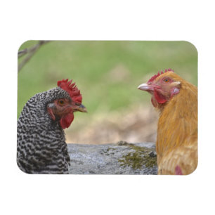 Magnet Flexible Grand aimant de poulet