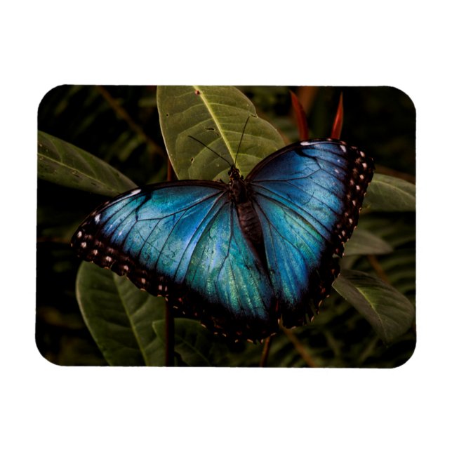 Magnet Flexible Grand, beau, papillon bleu (Horizontal)
