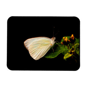 Magnet Flexible Grand Blanc du Sud sur les feuilles verts
